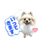 パーティーカラーのポメラニアン4（個別スタンプ：23）
