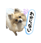 パーティーカラーのポメラニアン4（個別スタンプ：28）