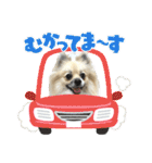 パーティーカラーのポメラニアン4（個別スタンプ：35）