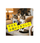 スーツを着た猫〜敬語編〜（個別スタンプ：28）