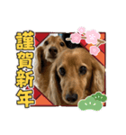 コタいぶスタンプ♡（個別スタンプ：3）