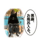 デグーのいる生活 その壱（個別スタンプ：6）