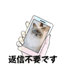可愛いラグドール10（個別スタンプ：1）