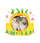 可愛いラグドール10（個別スタンプ：5）