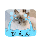 可愛いラグドール10（個別スタンプ：6）