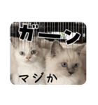 可愛いラグドール10（個別スタンプ：7）