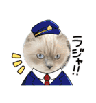 可愛いラグドール10（個別スタンプ：12）