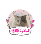 可愛いラグドール10（個別スタンプ：16）