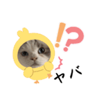 可愛いラグドール10（個別スタンプ：18）