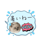 可愛いラグドール10（個別スタンプ：23）