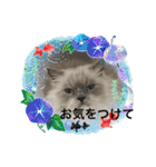 可愛いラグドール10（個別スタンプ：24）