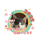 可愛いラグドール10（個別スタンプ：29）
