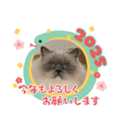 可愛いラグドール10（個別スタンプ：34）