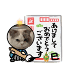 可愛いラグドール10（個別スタンプ：35）