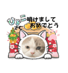 可愛いラグドール10（個別スタンプ：39）