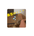 ヒョウモントカゲモドキのひょーたろー♡5（個別スタンプ：1）