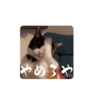 三毛猫むぎ（個別スタンプ：1）