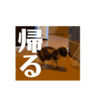 三毛猫むぎ（個別スタンプ：7）