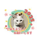 今年もよろしく2025年（個別スタンプ：3）