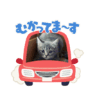 みるくせんせい（個別スタンプ：16）