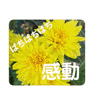 Flower stamp everyday2（個別スタンプ：8）