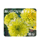 Flower stamp everyday2（個別スタンプ：14）