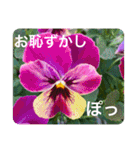 Flower stamp everyday2（個別スタンプ：26）