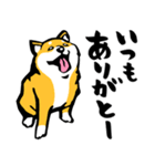 ふでしば30【リアルめ】柴犬、筆文字（個別スタンプ：18）