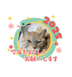 あけおめスタンプ2025 動物シリーズ（個別スタンプ：9）