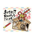 あけおめスタンプ2025 動物シリーズ（個別スタンプ：11）