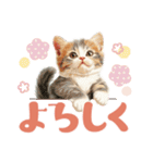 【日常挨拶】ねこさんといっしょ♪冬（個別スタンプ：8）