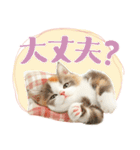 【日常挨拶】ねこさんといっしょ♪冬（個別スタンプ：25）