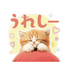 【日常挨拶】ねこさんといっしょ♪冬（個別スタンプ：38）