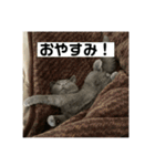 ぬん蔵（個別スタンプ：2）