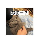 ぬん蔵（個別スタンプ：5）