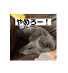 ぬん蔵（個別スタンプ：11）