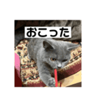 ぬん蔵（個別スタンプ：12）