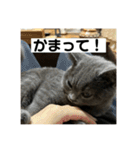 ぬん蔵（個別スタンプ：17）