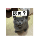 ぬん蔵（個別スタンプ：23）