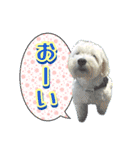 白犬プーちゃん2（個別スタンプ：11）