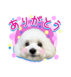 白犬プーちゃん2（個別スタンプ：12）