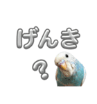 セキセイインコ のぽっちゃん大きな文字（個別スタンプ：2）