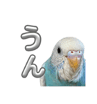 セキセイインコ のぽっちゃん大きな文字（個別スタンプ：5）