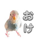 セキセイインコ のぽっちゃん大きな文字（個別スタンプ：6）