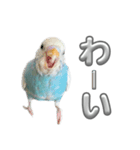 セキセイインコ のぽっちゃん大きな文字（個別スタンプ：9）