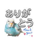 セキセイインコ のぽっちゃん大きな文字（個別スタンプ：10）