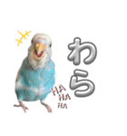 セキセイインコ のぽっちゃん大きな文字（個別スタンプ：11）