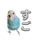 セキセイインコ のぽっちゃん大きな文字（個別スタンプ：12）