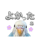 セキセイインコ のぽっちゃん大きな文字（個別スタンプ：13）