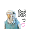 セキセイインコ のぽっちゃん大きな文字（個別スタンプ：14）